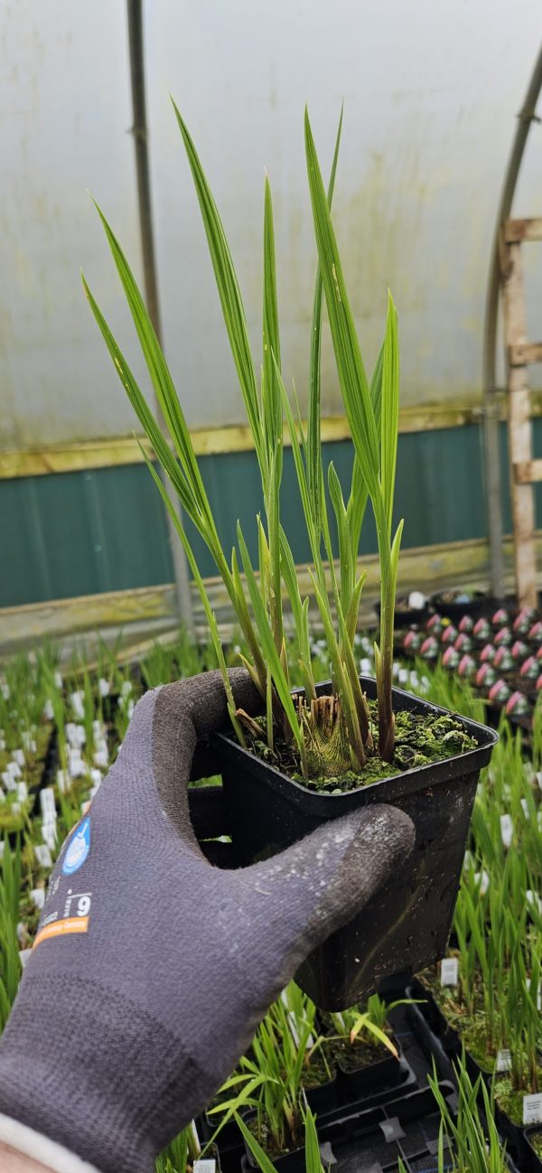 Crocosmia 'Limpopo' Crocosmia 'Limpopo'