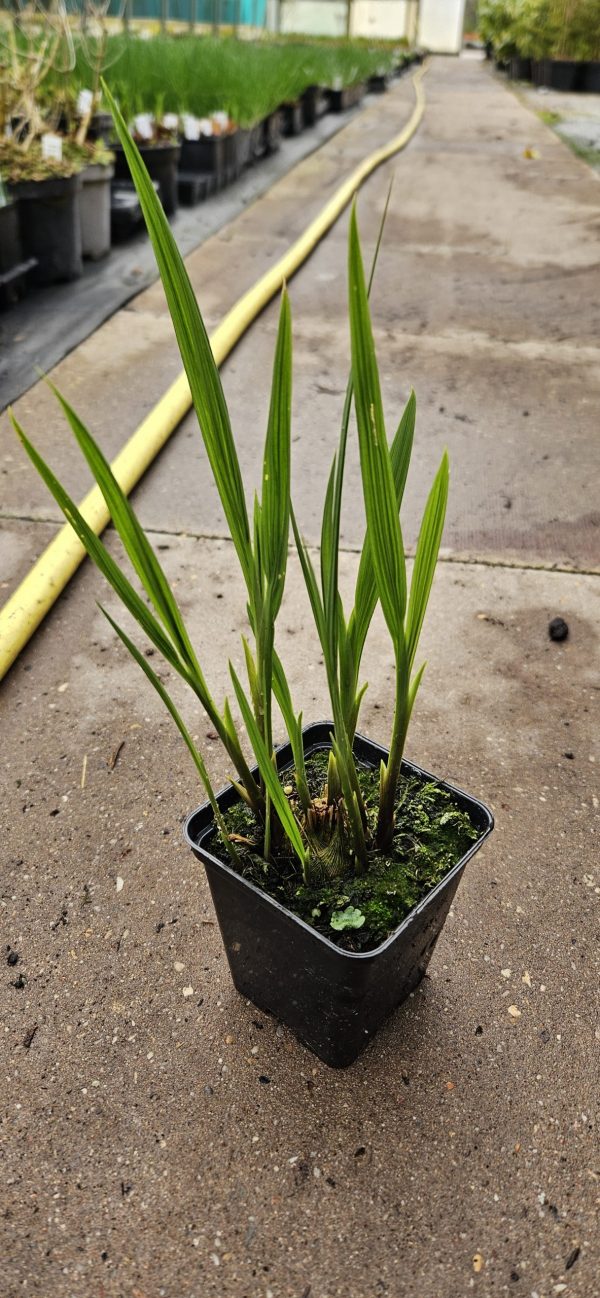 Crocosmia 'Limpopo'3 Crocosmia 'Limpopo'