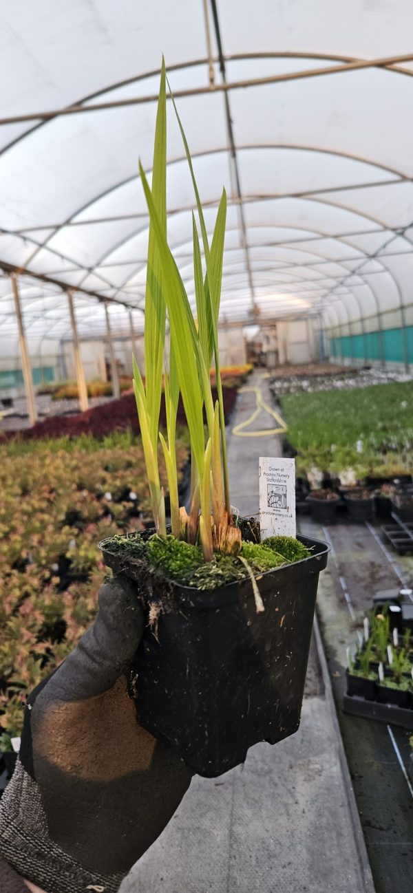 Crocosmia 'Okavango' Crocosmia 'Okavango'