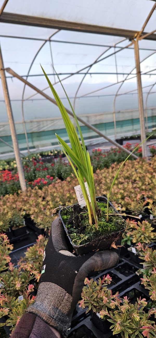 Crocosmia 'Okavango'2 Crocosmia 'Okavango'