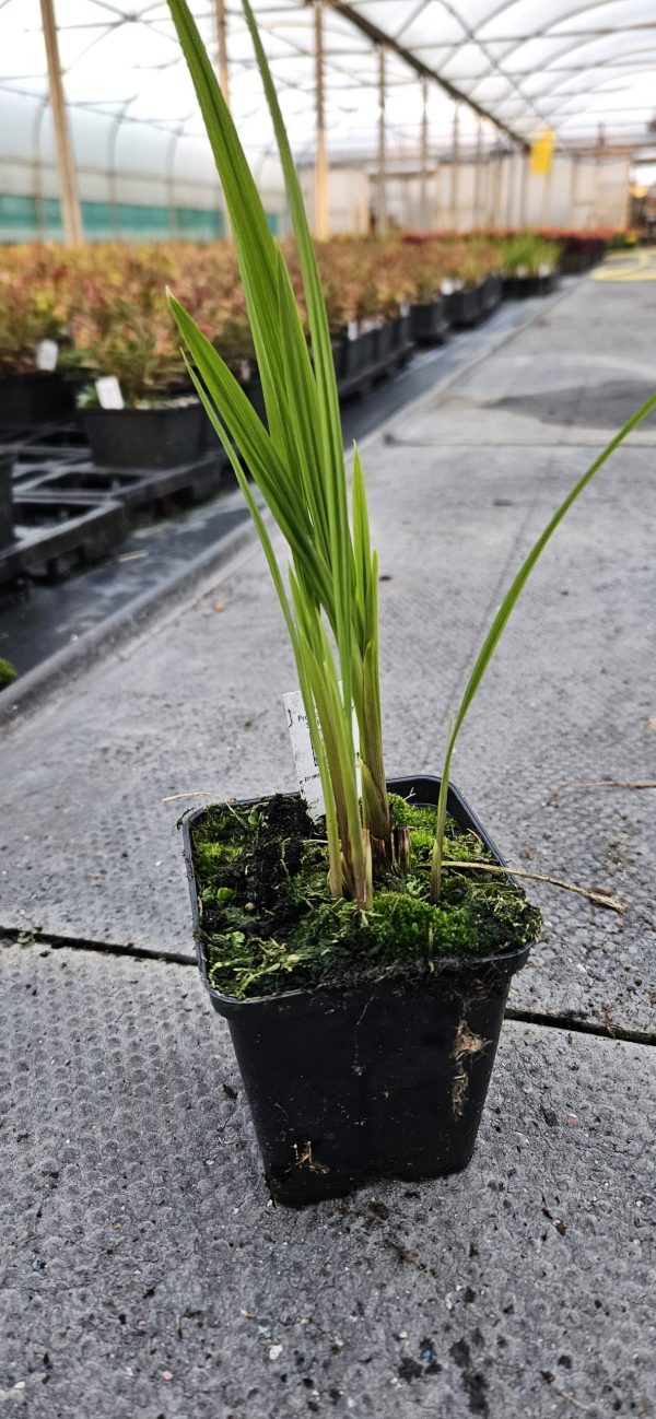 Crocosmia 'Okavango'3 Crocosmia 'Okavango'