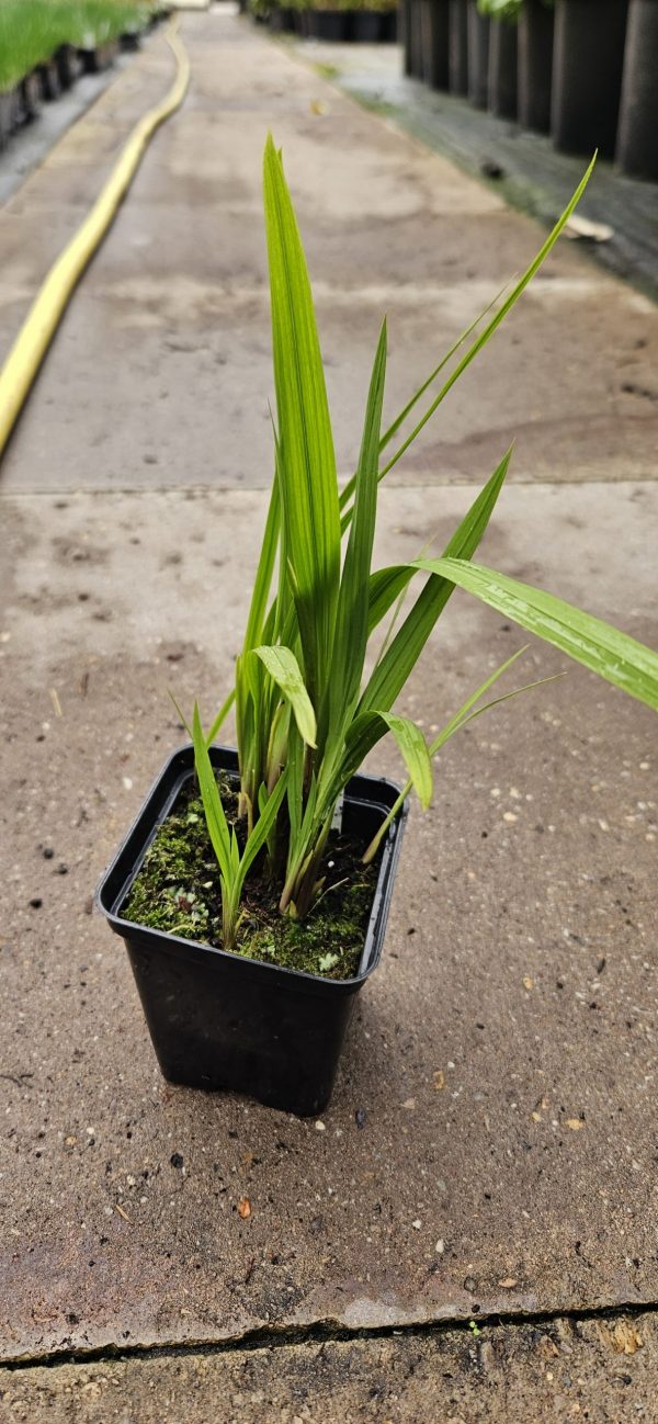 Crocosmia 'Orange Pekoe'