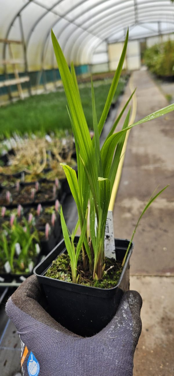Crocosmia 'Orange Pekoe'
