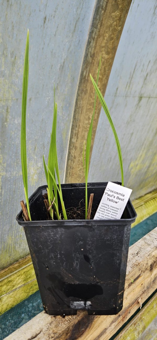 Crocosmia 'Paul's Best Yellow'