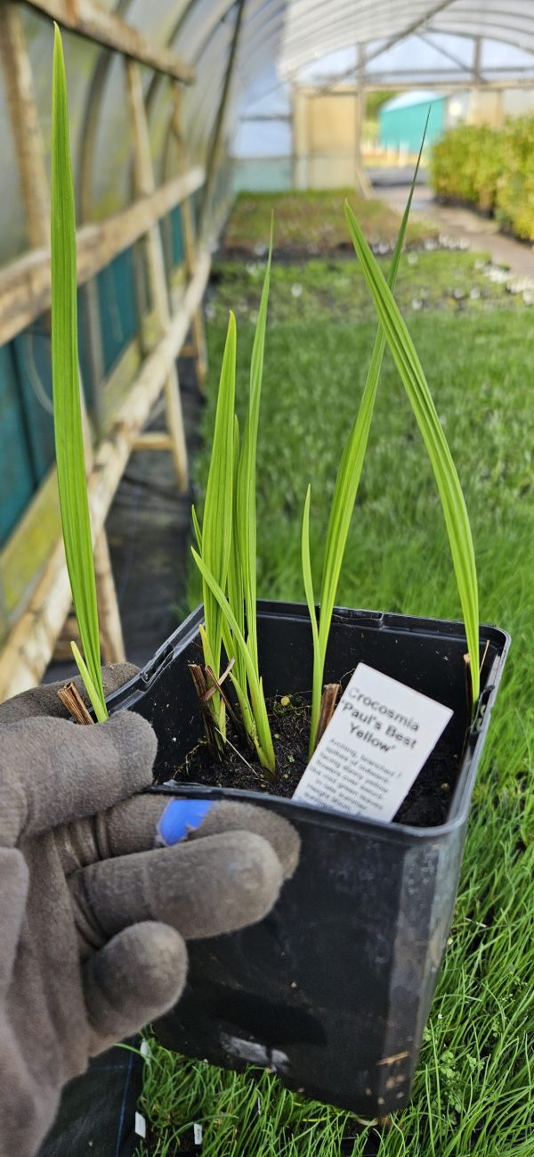 Crocosmia 'Paul's Best Yellow'