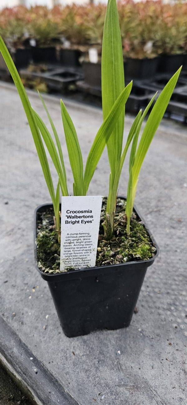 Crocosmia 'Walbertons Bright Eyes' Crocosmia 'Walbertons Bright Eyes'