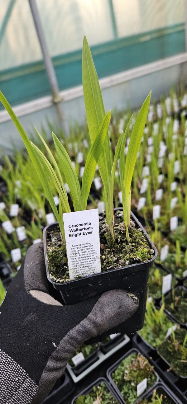 Crocosmia 'Walbertons Bright Eyes'3 Crocosmia 'Walbertons Bright Eyes'