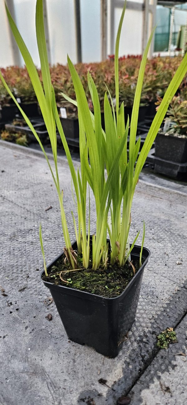Crocosmia x crocosmiiflora 'Columbus'