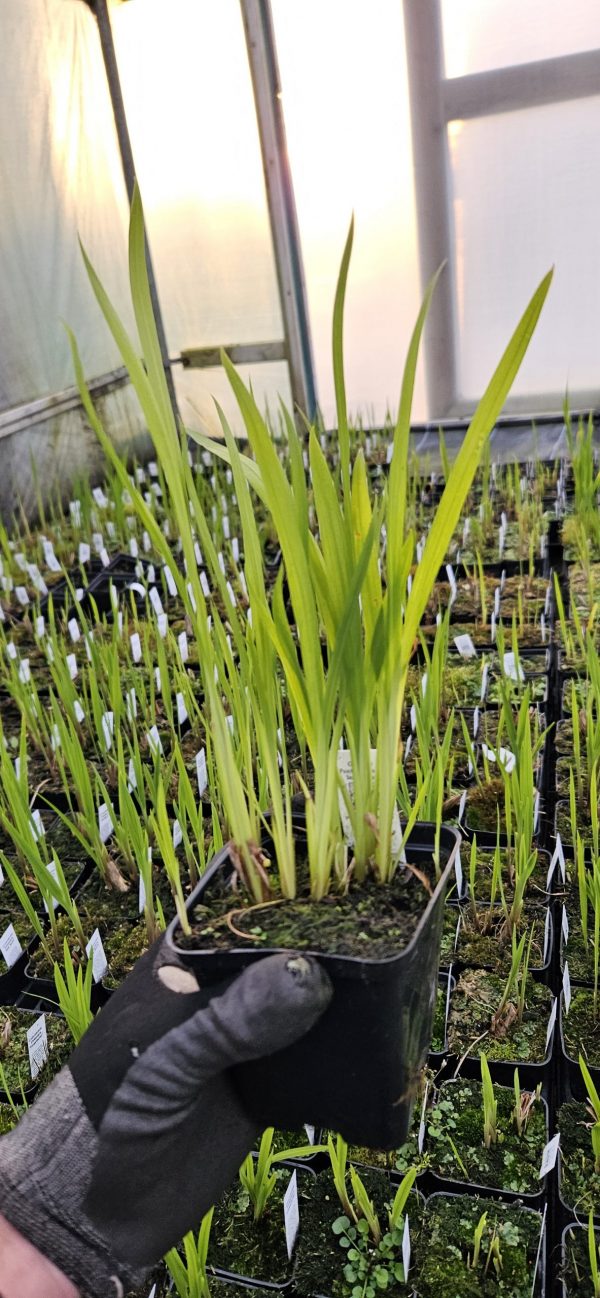 Crocosmia x crocosmiiflora 'Columbus'