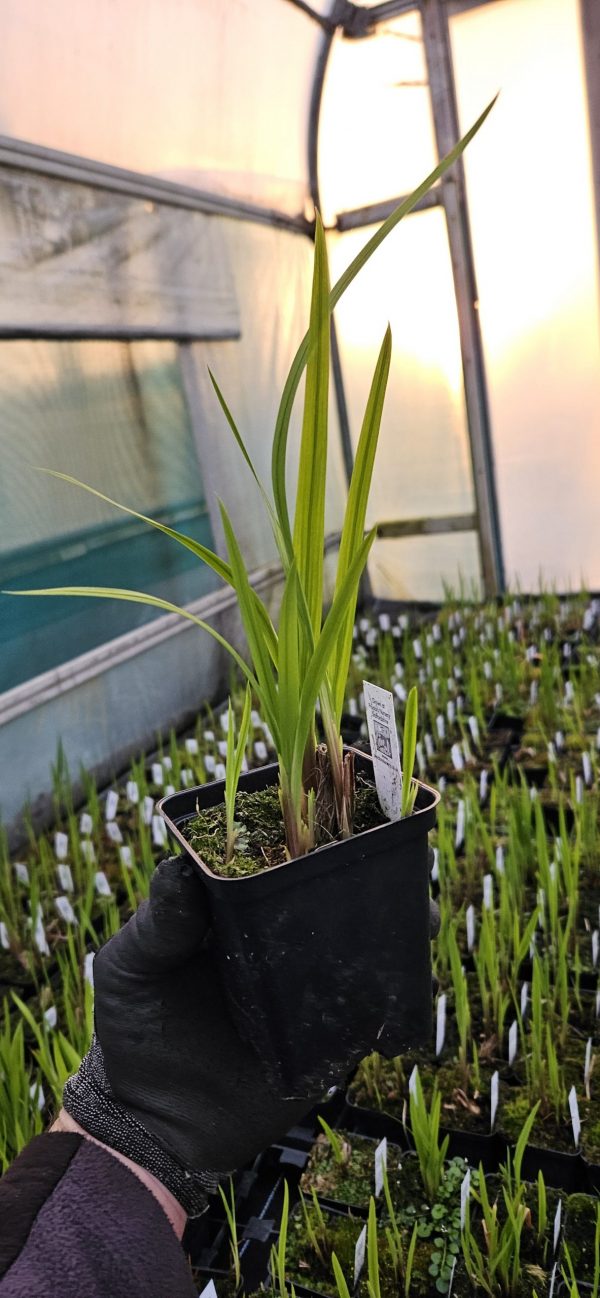 Crocosmia x crocosmiiflora 'Fire Jumper' Crocosmia x crocosmiiflora 'Fire Jumper'