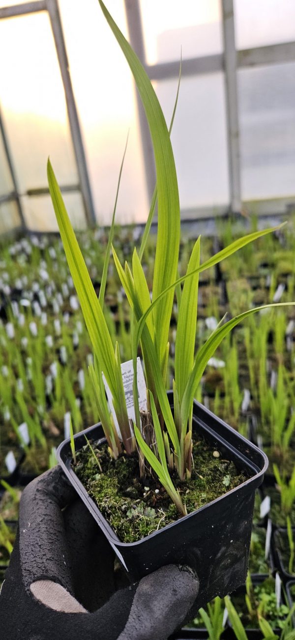 Crocosmia x crocosmiiflora 'Fire Jumper'2 Crocosmia x crocosmiiflora 'Fire Jumper'