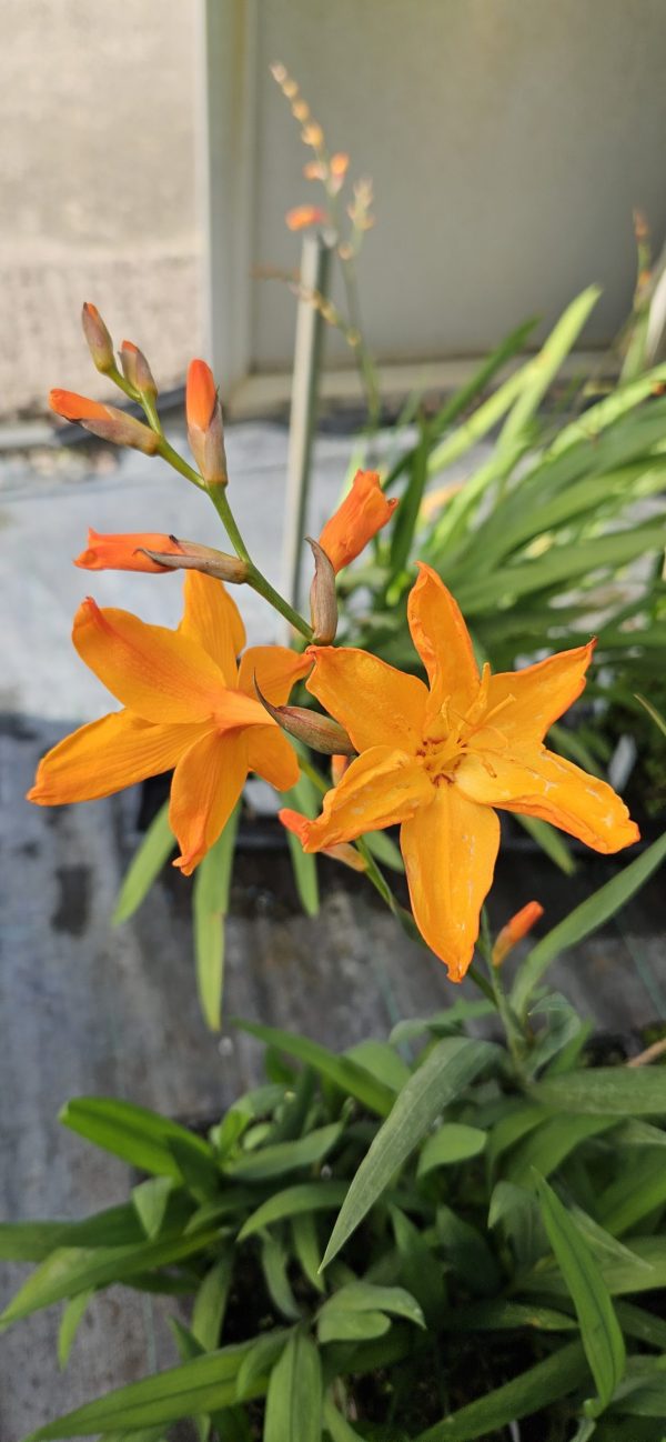 Crocosmia x crocosmiiflora 'Star of East'