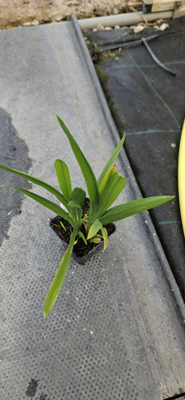 Crocosmia x crocosmiiflora 'Star of East'