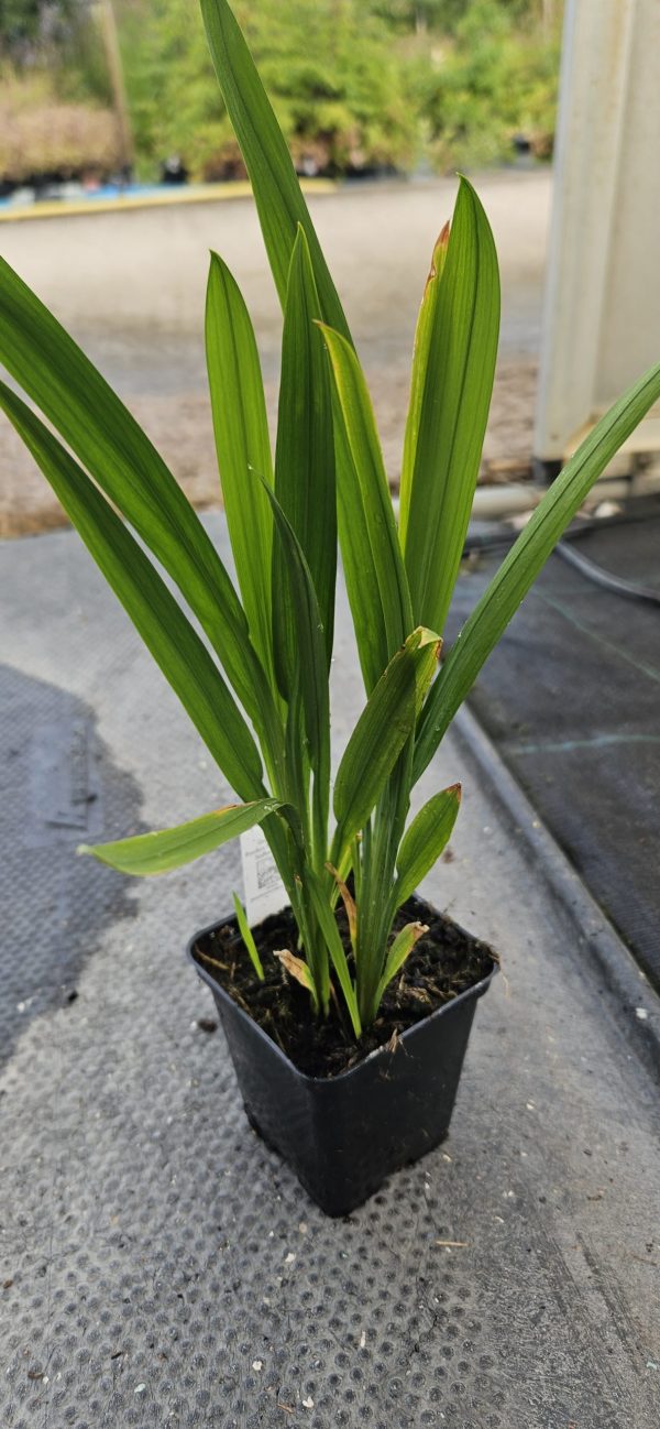 Crocosmia x crocosmiiflora 'Star of East'