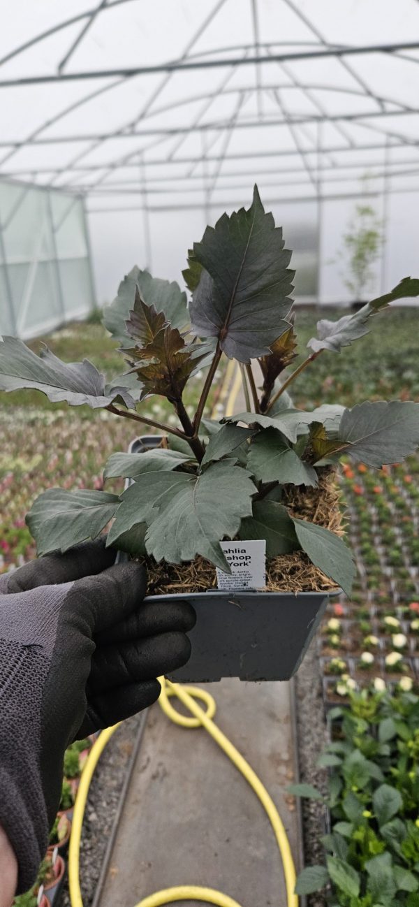 Dahlia 'Bishop of York'