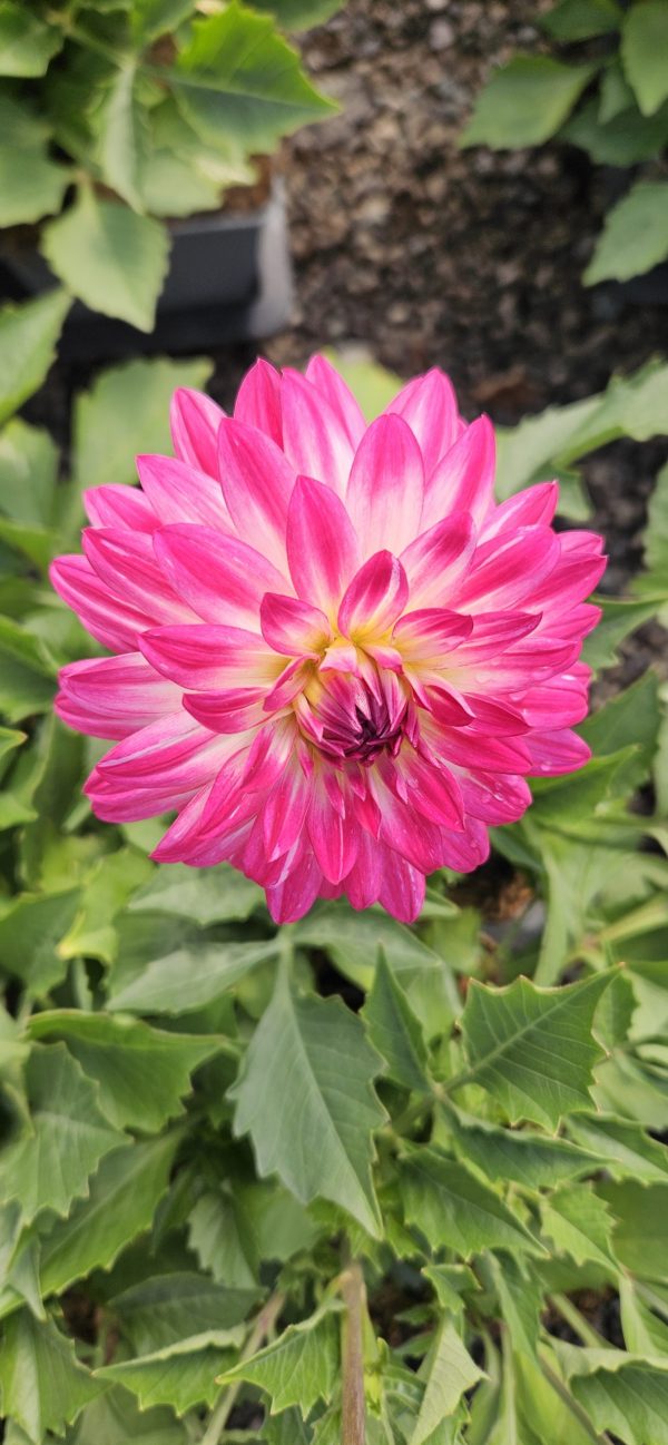 Dahlia Dalina Maxi Cherry Blast 2 Dahlia Dalina Maxi Cherry Blast