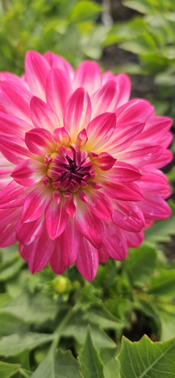 Dahlia Dalina Maxi Cherry Blast 3 Dahlia Dalina Maxi Cherry Blast