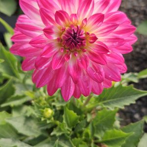 Dahlia Dalina Maxi Cherry Blast