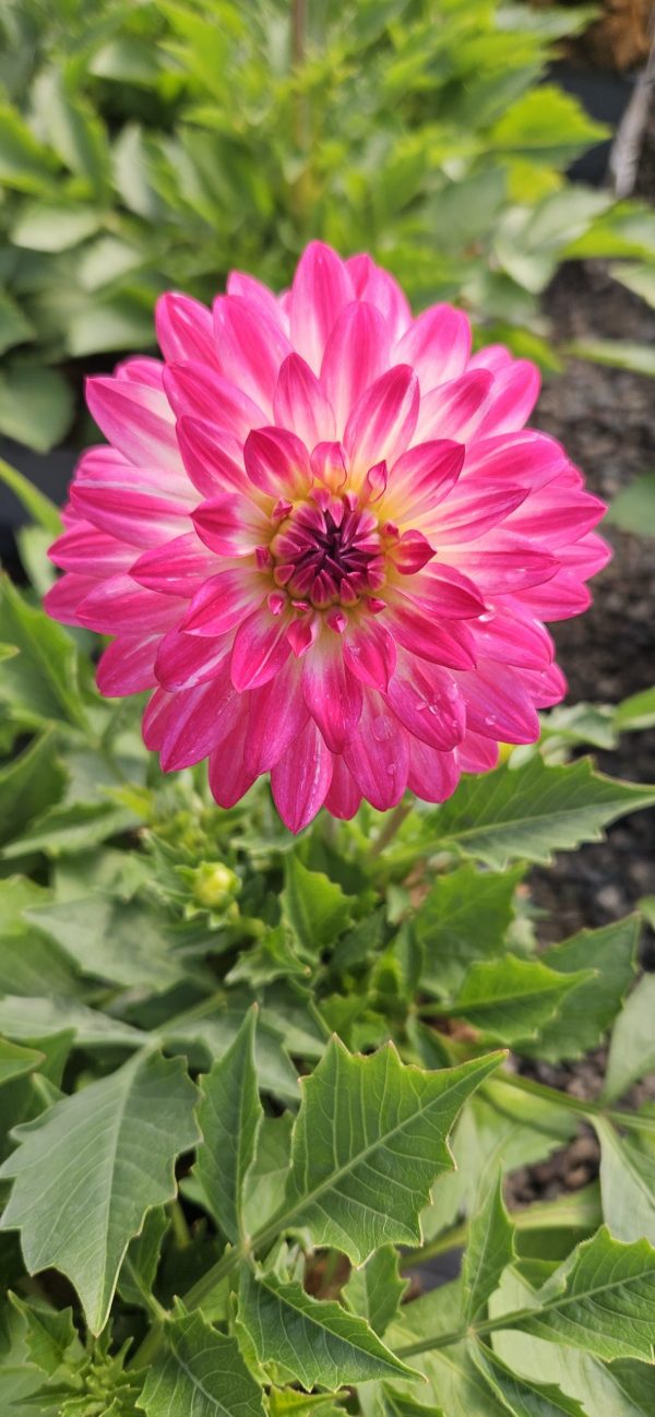 Dahlia Dalina Maxi Cherry Blast 4 Dahlia Dalina Maxi Cherry Blast