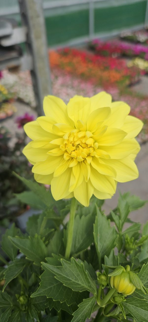 Dahlia Dalina Maxi Yellow Dahlia Dalina Maxi Yellow