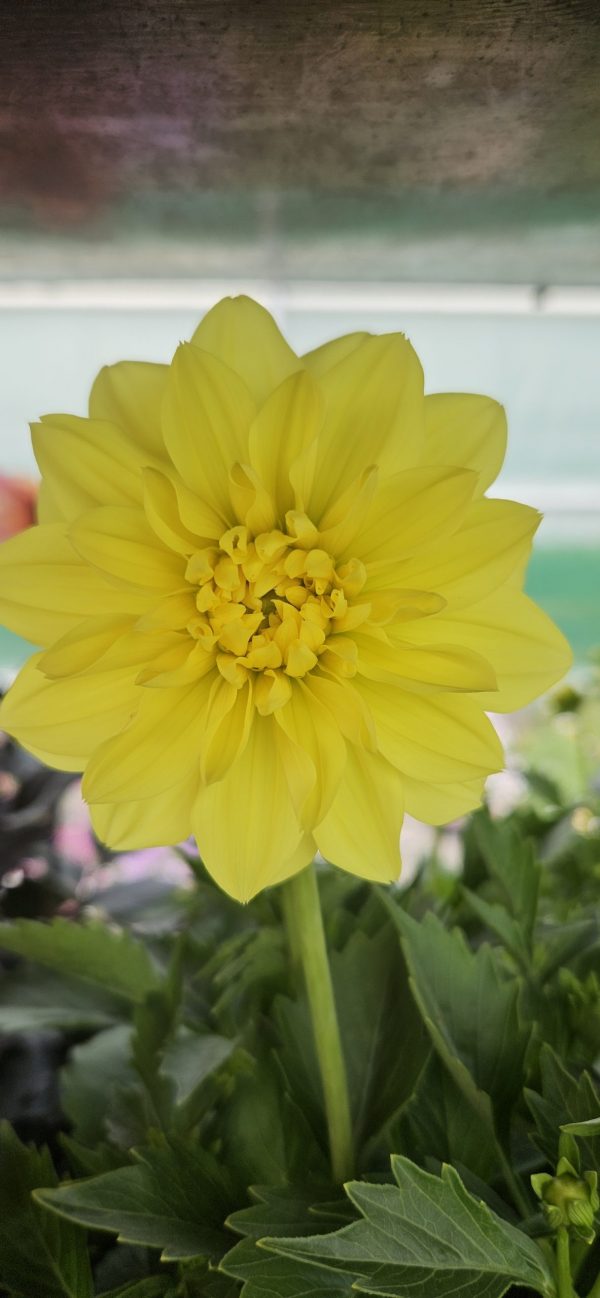 Dahlia Dalina Maxi Yellow 2 Dahlia Dalina Maxi Yellow