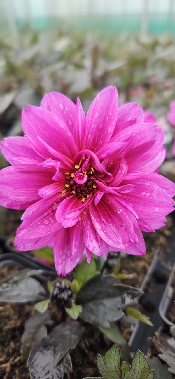 Dahlia 'Dreamy Kiss'