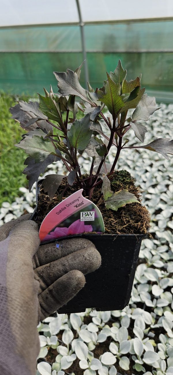 Dahlia 'Dreamy Kiss'