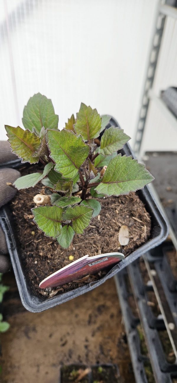 Dahlia 'Dreamy Lips'