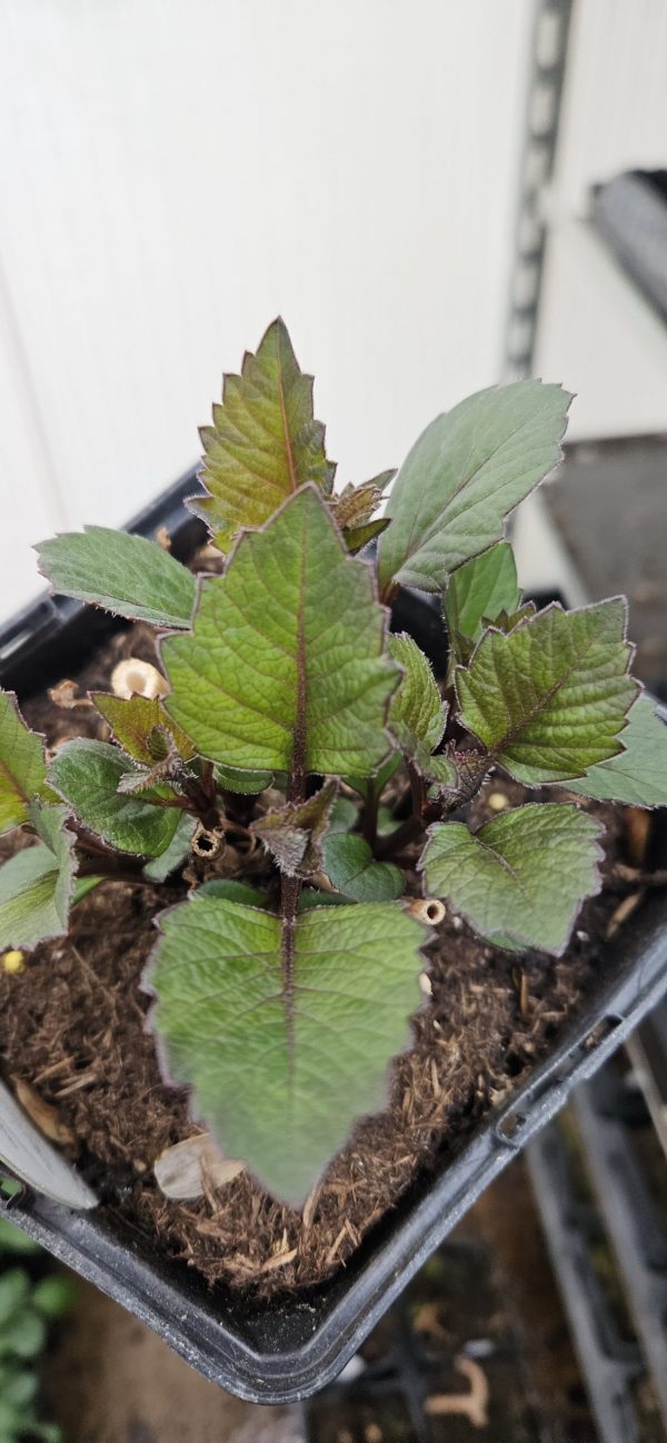 Dahlia 'Dreamy Lips'