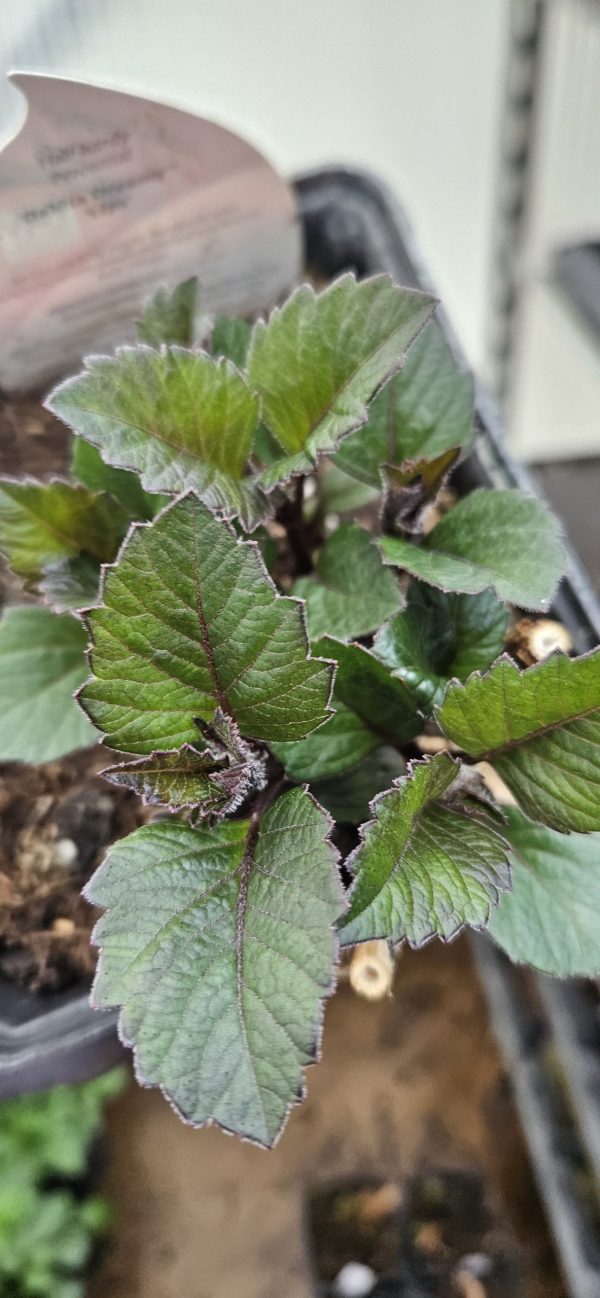 Dahlia 'Dreamy Lips'