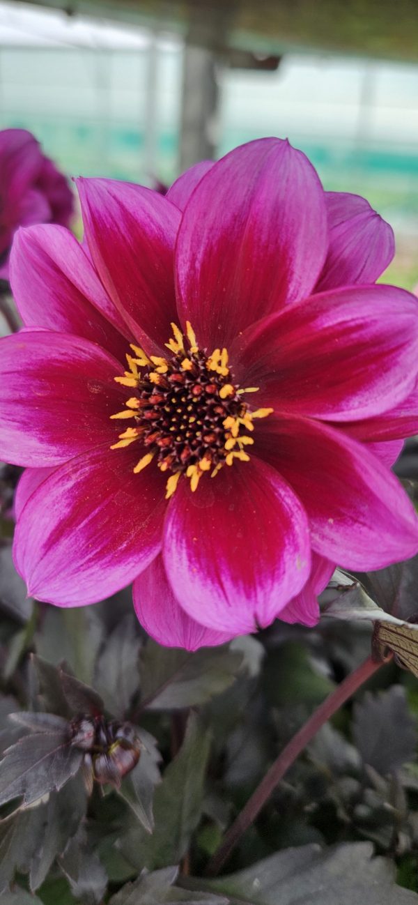 Dahlia 'Dreamy Nights'