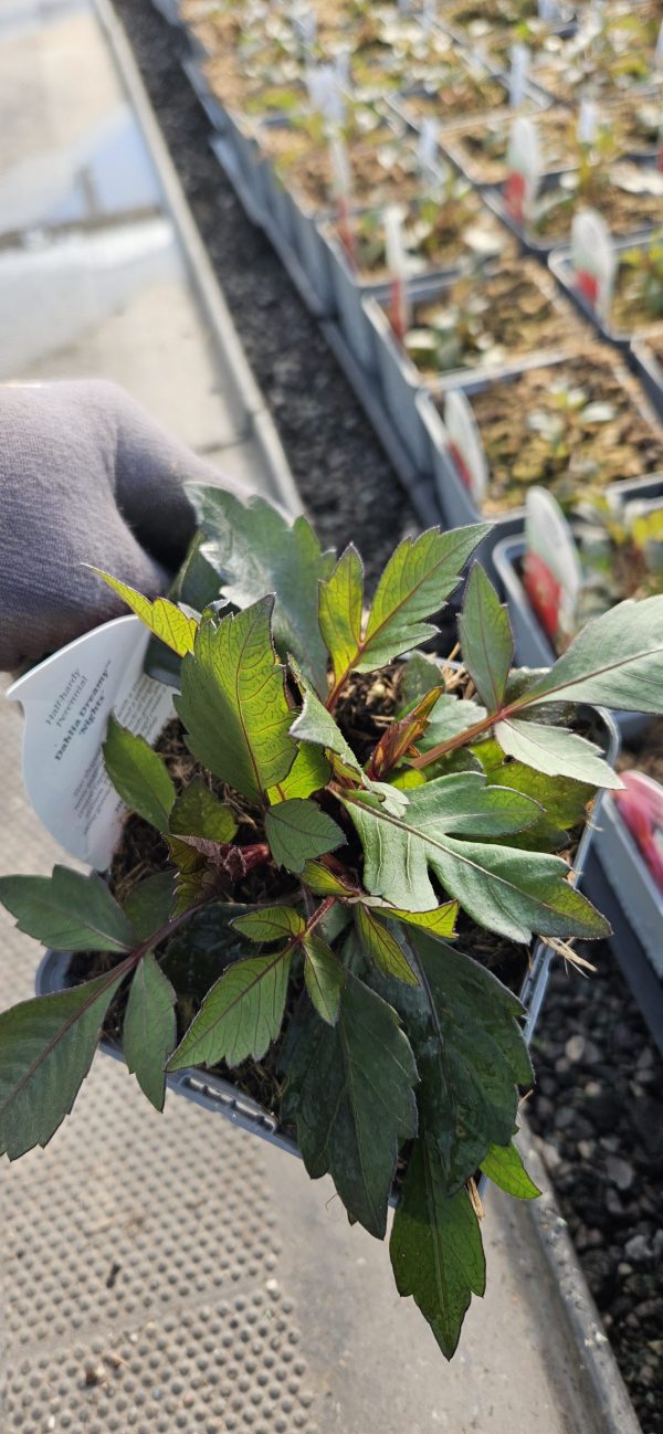 Dahlia 'Dreamy Nights'