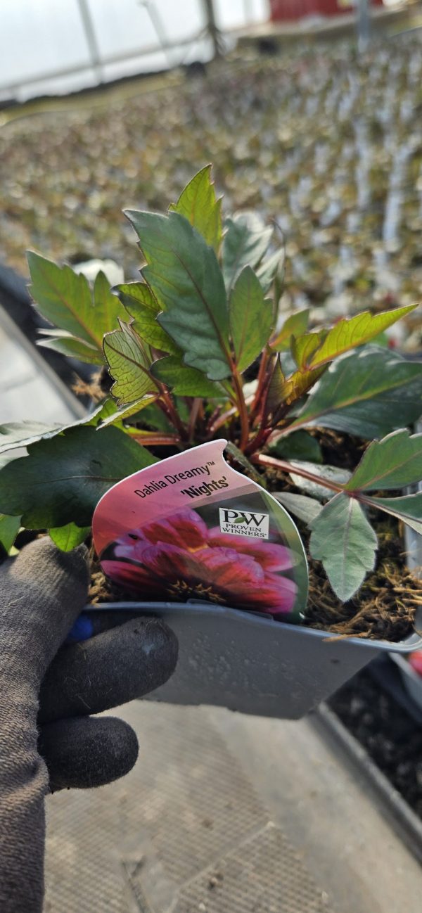 Dahlia 'Dreamy Nights'