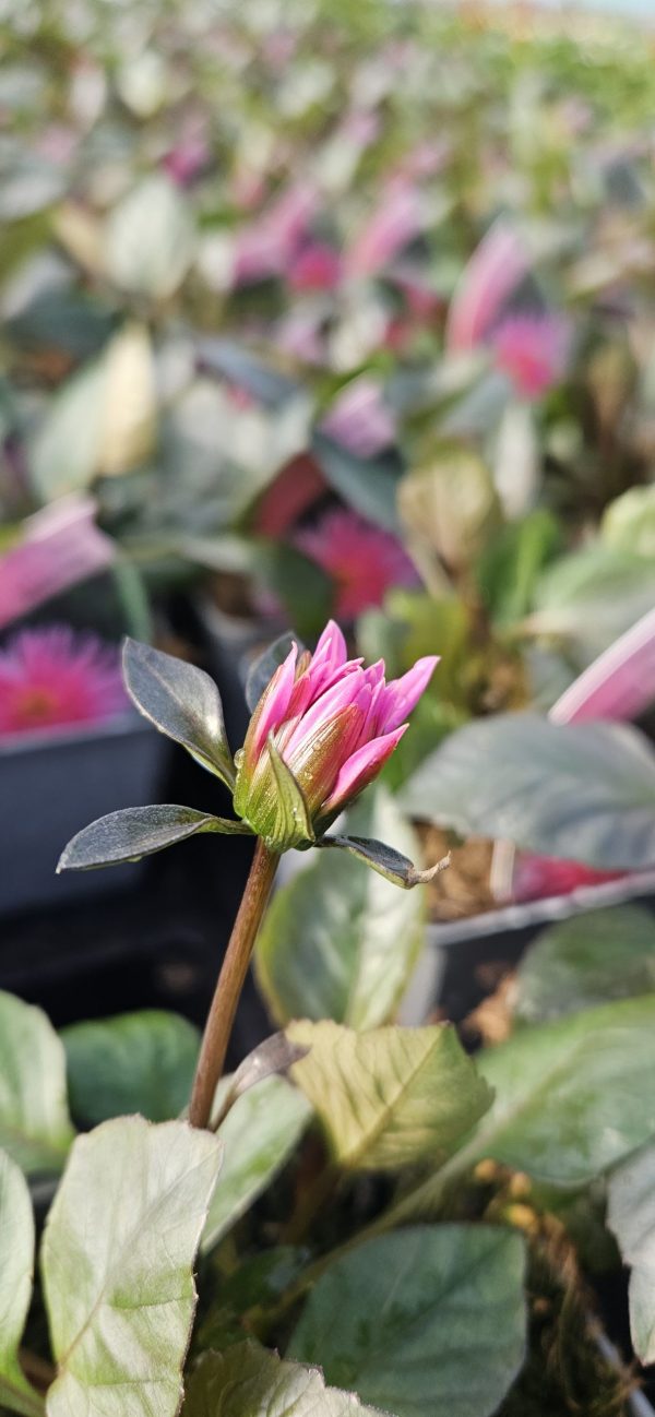 Dahlia 'Electro Pink'