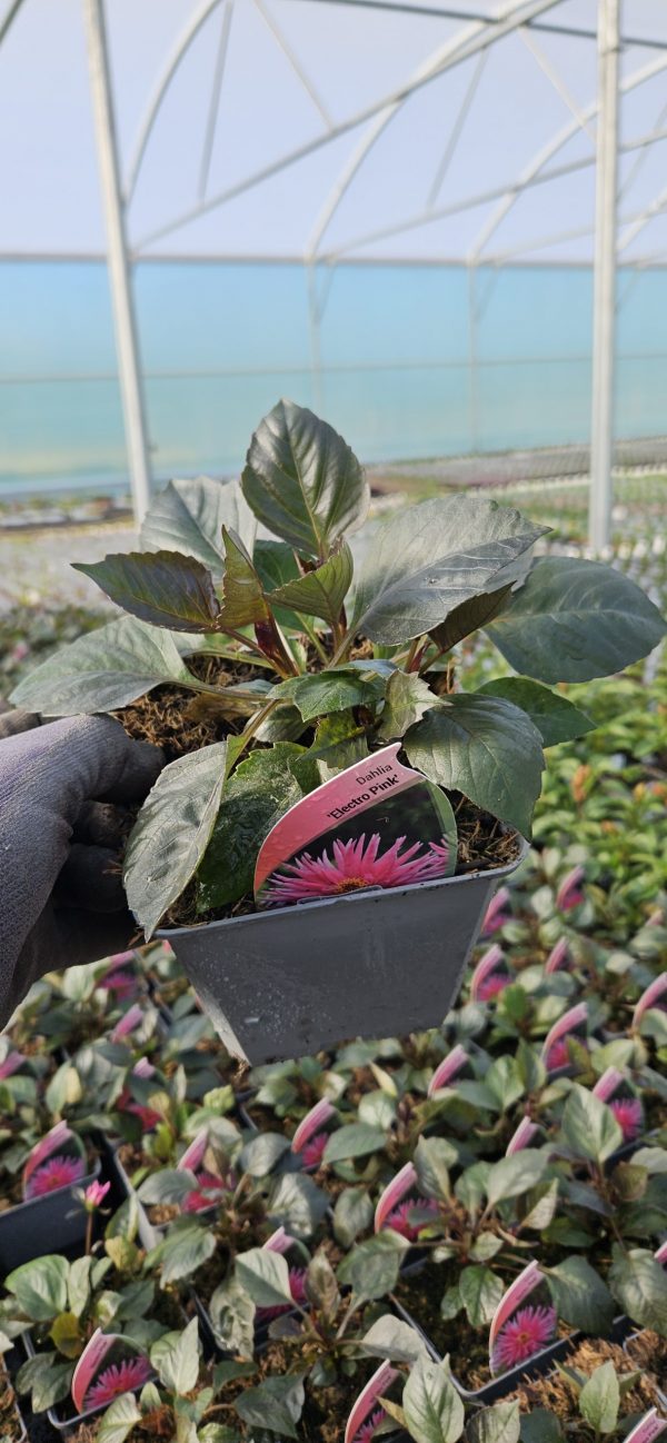 Dahlia 'Electro Pink'