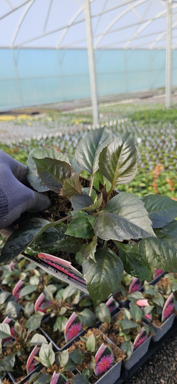Dahlia 'Electro Pink'