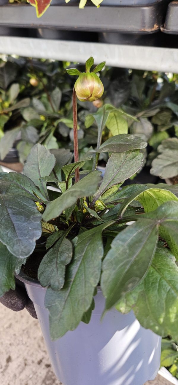 Dahlia 'Happy Day Pink' Dahlia 'Happy Day Pink'