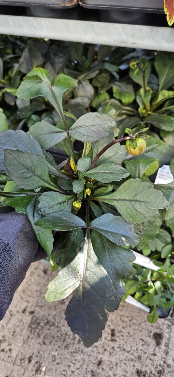 Dahlia 'Happy Day Pink' 2 Dahlia 'Happy Day Pink'