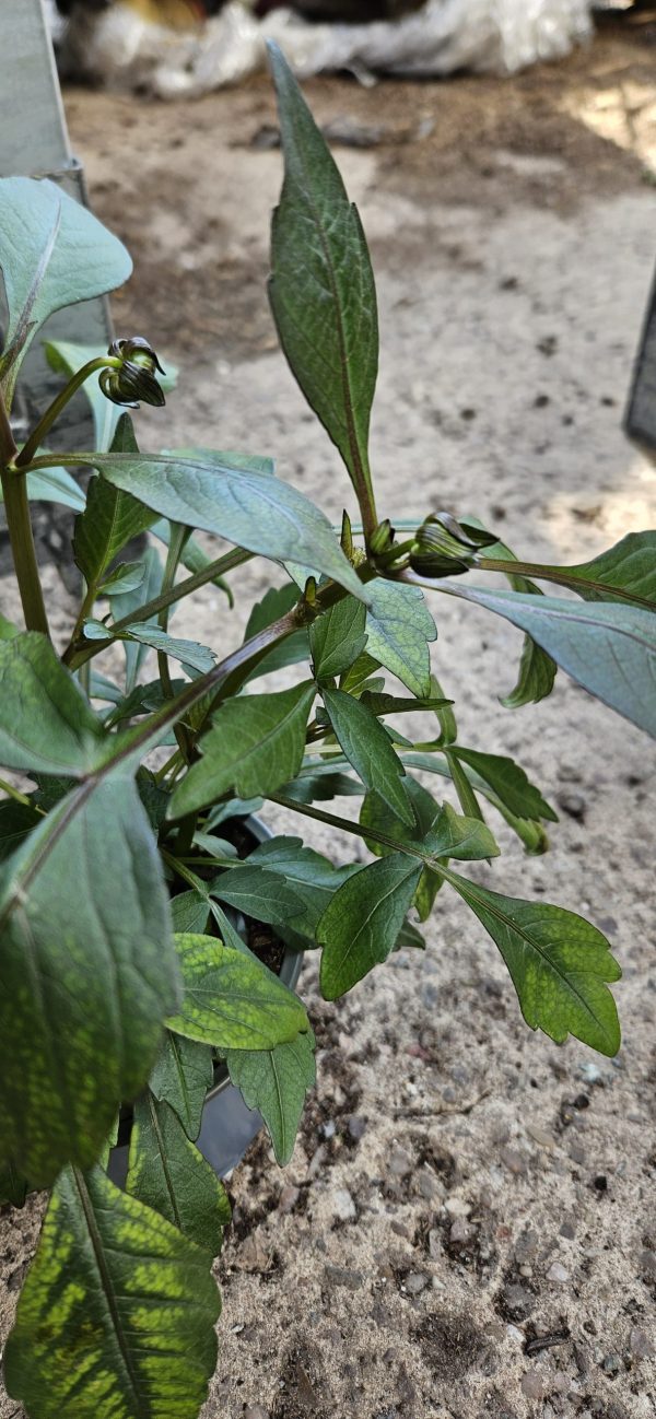 Dahlia 'Happy Days Bicolour Yellow Red'