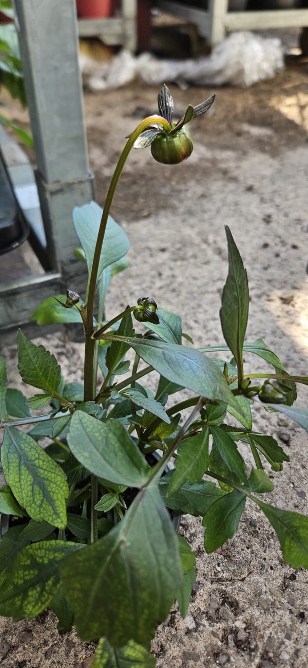 Dahlia 'Happy Days Bicolour Yellow Red'