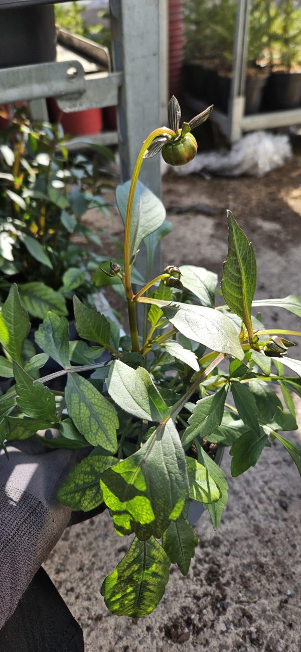 Dahlia 'Happy Days Bicolour Yellow Red'