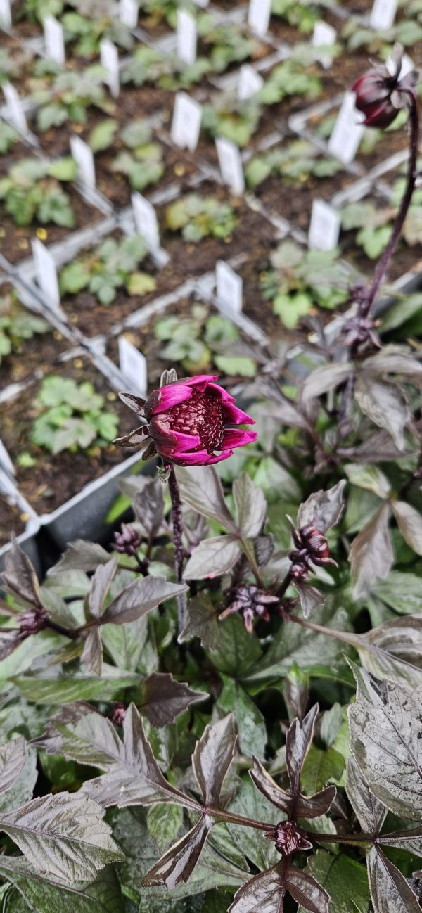 Dahlia 'Happy Days Purple' Dahlia 'Happy Days Purple'