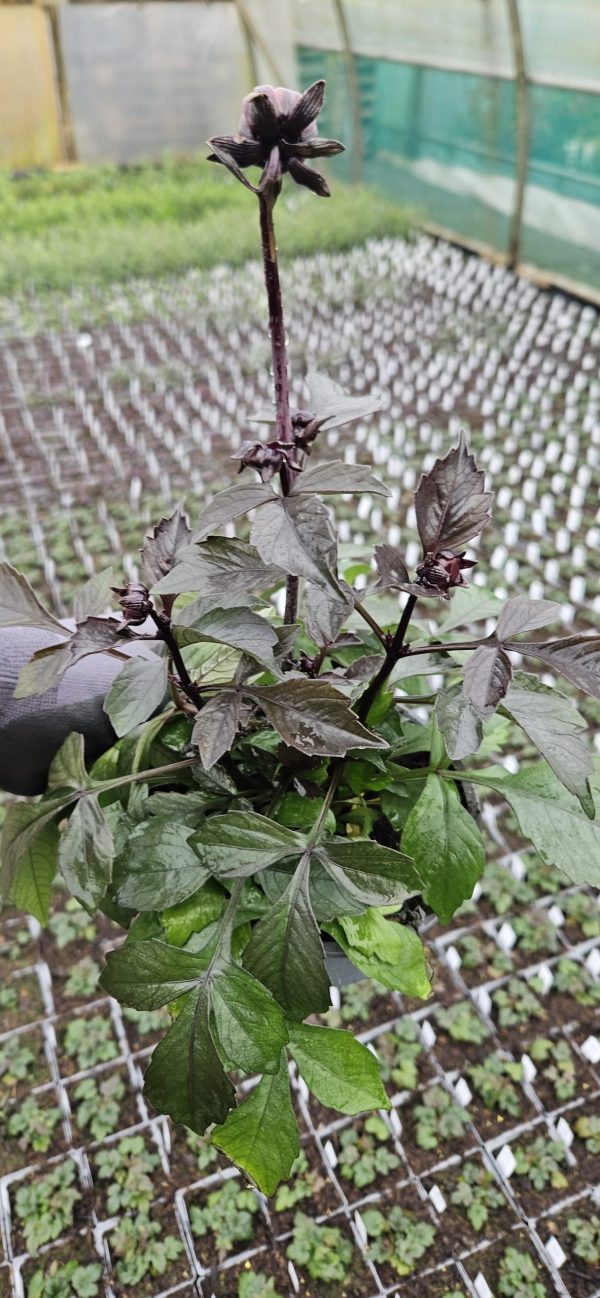 Dahlia 'Happy Days Purple'2 Dahlia 'Happy Days Purple'