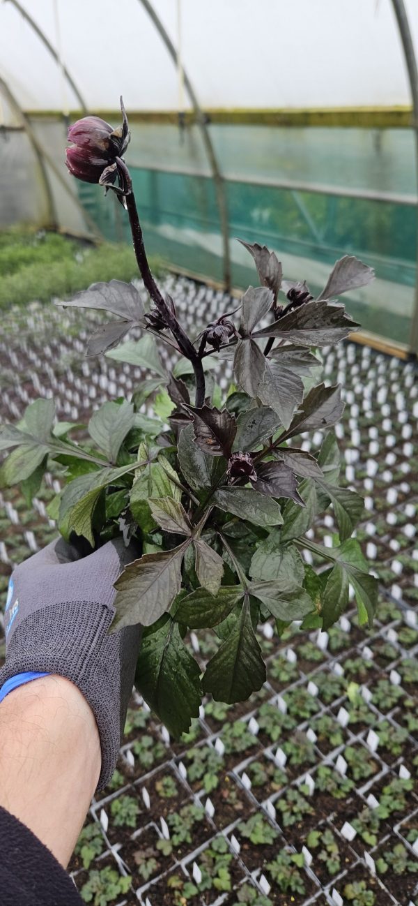 Dahlia 'Happy Days Purple'3 Dahlia 'Happy Days Purple'