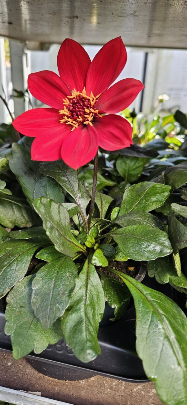 Dahlia 'Happy Days Red' Dahlia 'Happy Days Red'
