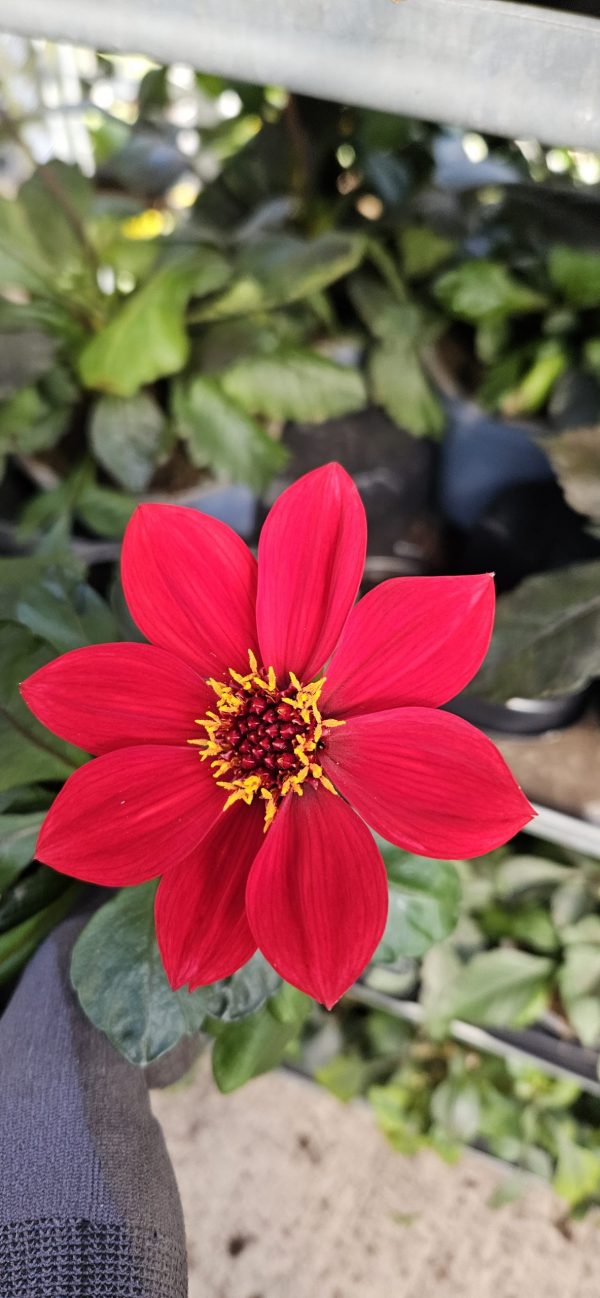 Dahlia 'Happy Days Red'2 Dahlia 'Happy Days Red'