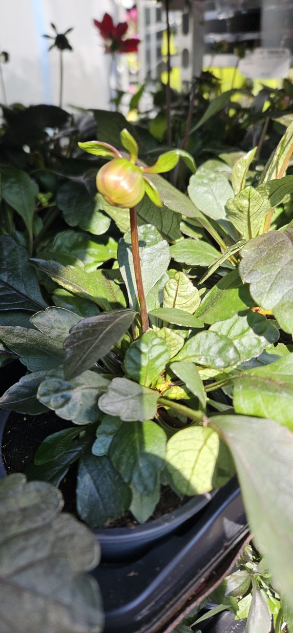 Dahlia 'Happy Days Red'3 Dahlia 'Happy Days Red'