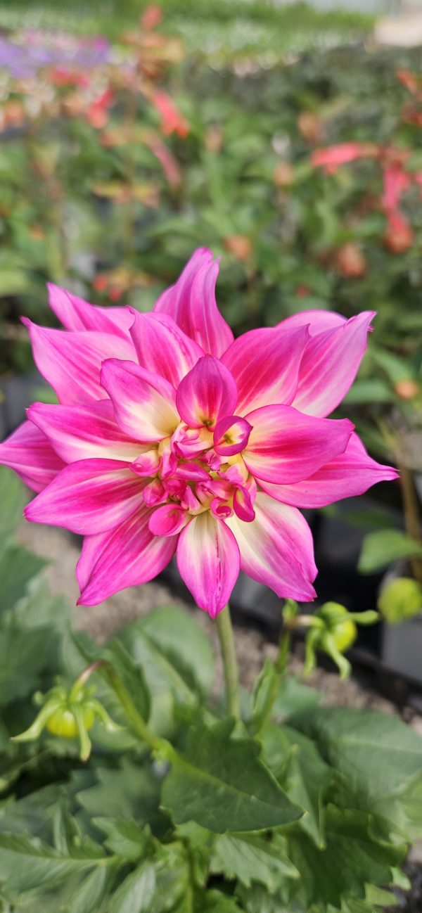 Dahlia 'Labella Maggiore Fun Rose Bicolour' Dahlia 'Labella Maggiore Fun Rose Bicolour'