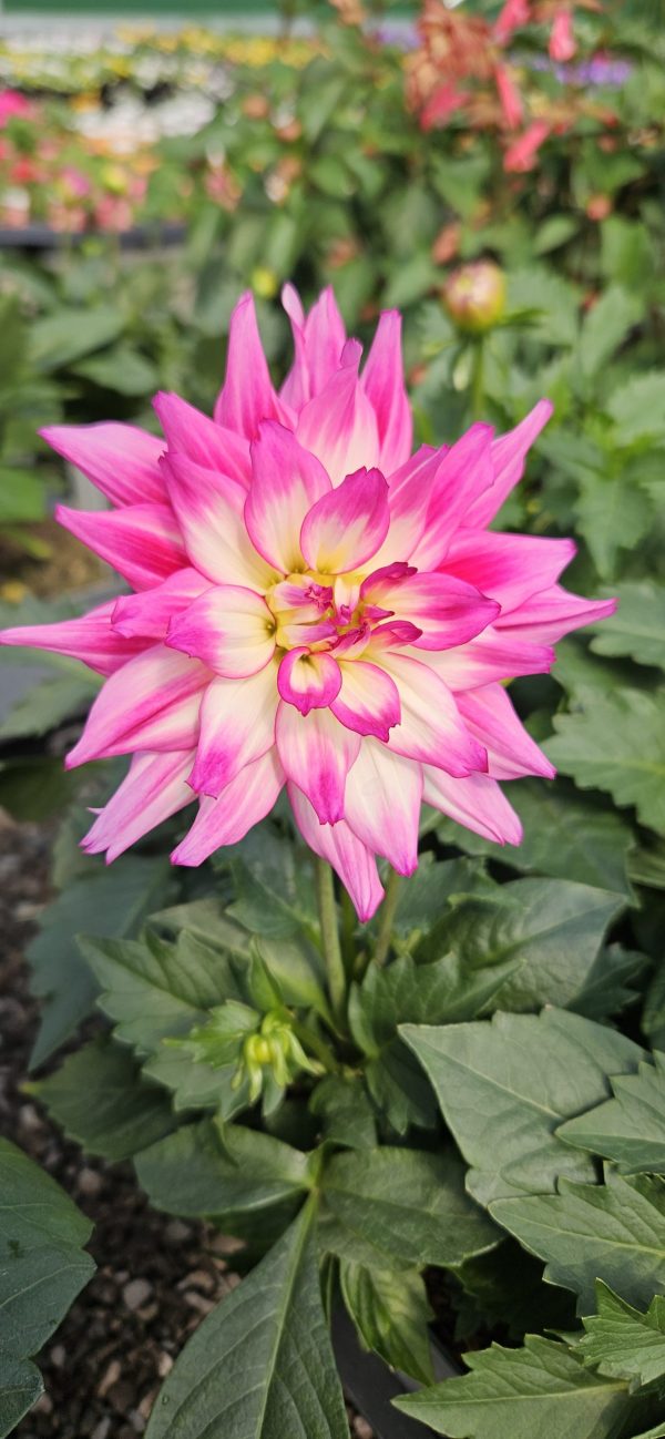 Dahlia 'Labella Maggiore Fun Rose Bicolour'2 Dahlia 'Labella Maggiore Fun Rose Bicolour'