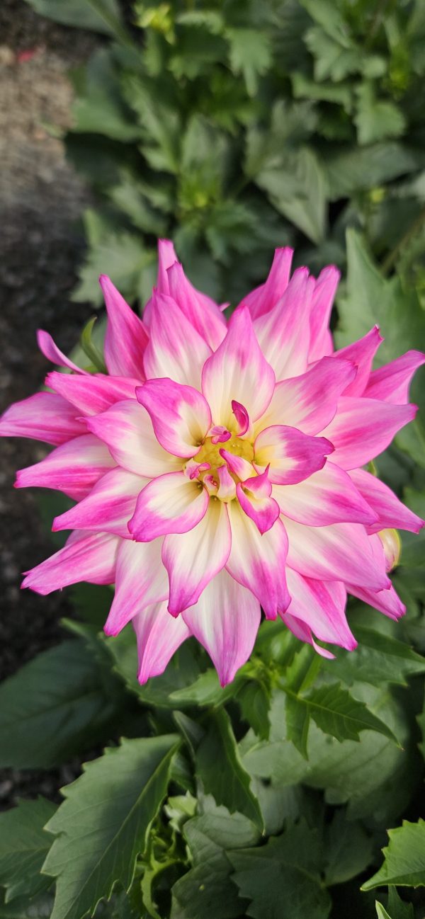 Dahlia 'Labella Maggiore Fun Rose Bicolour'3 Dahlia 'Labella Maggiore Fun Rose Bicolour'